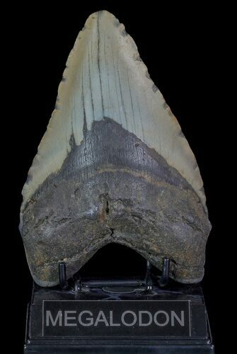 Heavy, Fossil Megalodon Tooth - North Carolina #66143